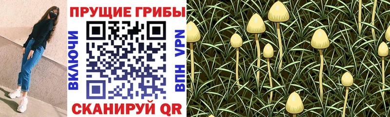 Псилоцибиновые грибы Cubensis  Тарко-Сале 